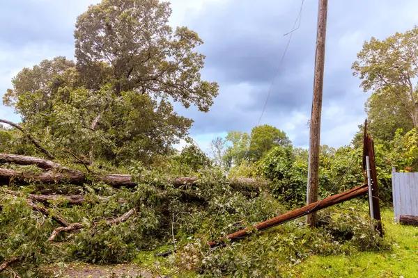 Rockford Tree Removal: Safe Solutions for Large & Hazardous Trees