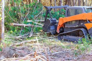Tree Service Auburn Helping Protect Your Property and Trees